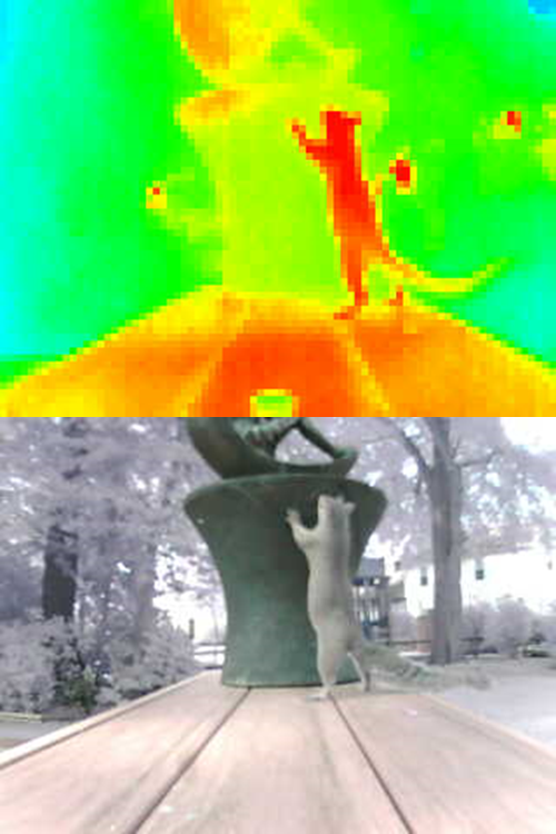 a squirrel viewed in both visible and thermal infrared wavelengths
